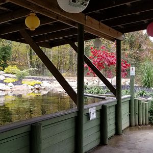 Catoctin Wildlife Preserve - Koi feeding area