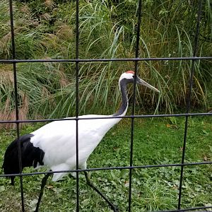 Catoctin Wildlife Preserve - Red Crowned Crane