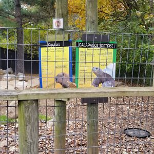 Catoctin Wildlife Preserve - Capybara, Galapagos Tortoise area