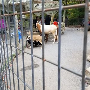 Catoctin Wildlife Preserve - Petting area #2