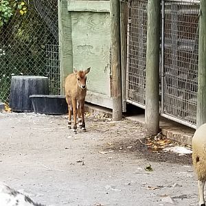 Catoctin Wildlife Preserve - Petting area #2 - baby Nilgai removed from mother