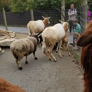 Catoctin Wildlife Preserve - Petting area #2