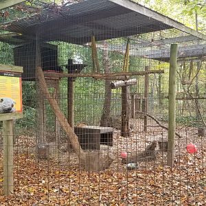 Catoctin Wildlife Preserve - Binturong