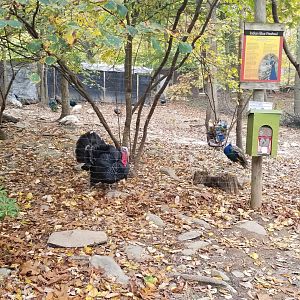 Catoctin Wildlife Preserve - Wild Turkey, Indian Peafowl
