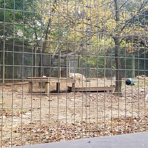 Catoctin Wildlife Preserve - Arctic Wolves