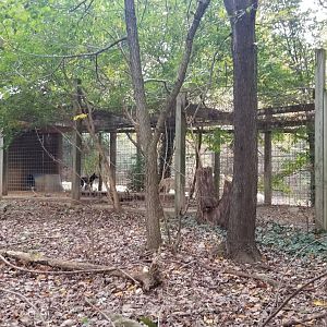 Catoctin Wildlife Preserve - New Guinea Singing Dogs