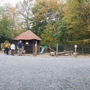 Catoctin Wildlife Preserve - Petting area #3, goats