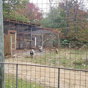 Catoctin Wildlife Preserve - Goats around back of Patas Monkey exhibit
