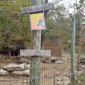 Catoctin Wildlife Preserve - Visayan Warty Pig