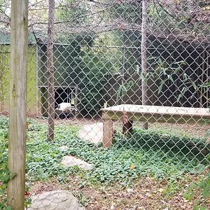 Catoctin Wildlife Preserve - another Red Crowned Crane