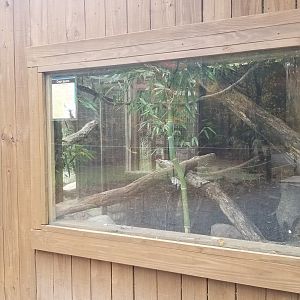 Catoctin Wildlife Preserve - Green Iguana