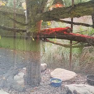 Catoctin Wildlife Preserve - Green, rhinoceros iguanas