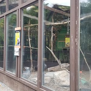 Catoctin Wildlife Preserve - Crested screamer, Chachalaca