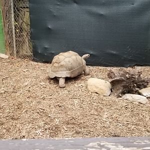 Catoctin Wildlife Preserve - Aldabra tortoise