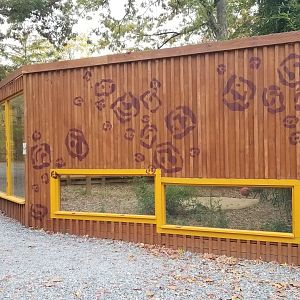 Catoctin Wildlife Preserve - Jaguar from right side