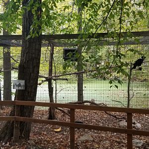 Catoctin Wildlife Preserve - White neck ravens