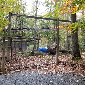 Catoctin Wildlife Preserve - Eurasian lynx (cat is in far right bottom corner)