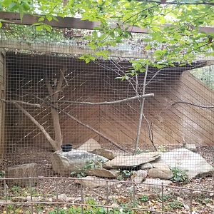 Catoctin Wildlife Preserve - Barn owl
