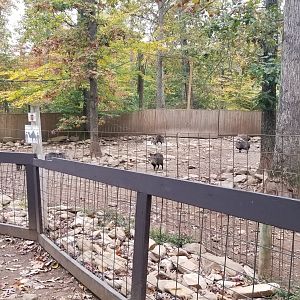Catoctin Wildlife Preserve - Collared Peccaries