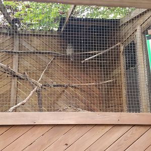 Catoctin Wildlife Preserve - Barred Owl