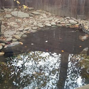 Catoctin Wildlife Preserve - young American Alligators