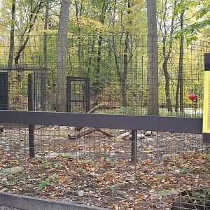 Catoctin Wildlife Preserve - Marabou Stork