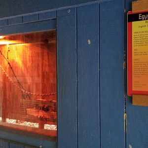 Catoctin Wildlife Preserve - Egyptian Fruit bat