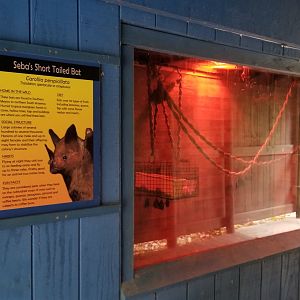 Catoctin Wildlife Preserve - Seba's Short-tailed Bat