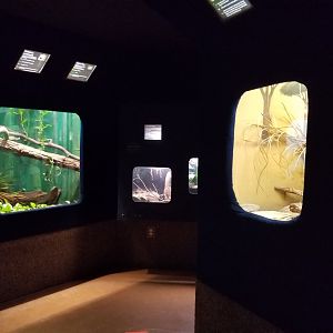 Catoctin Wildlife Preserve - Africa's Deadliest Snakes building