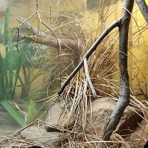 Catoctin Wildlife Preserve - Puff Adder
