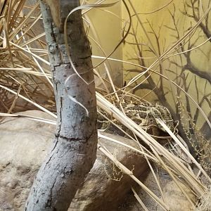 Catoctin Wildlife Preserve - Puff Adder