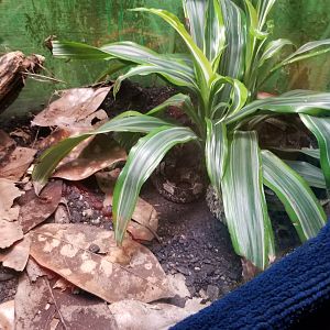 Catoctin Wildlife Preserve - Rhinoceros Viper