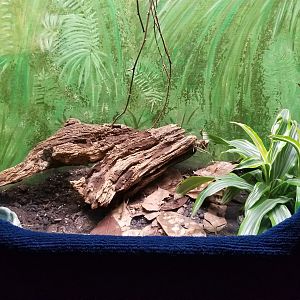 Catoctin Wildlife Preserve - Rhinoceros Viper