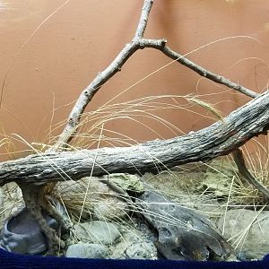 Catoctin Wildlife Preserve - Collett's Snake exhibit