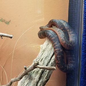 Catoctin Wildlife Preserve - Collett's Snake