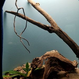 Catoctin Wildlife Preserve - Castinga Lancehead