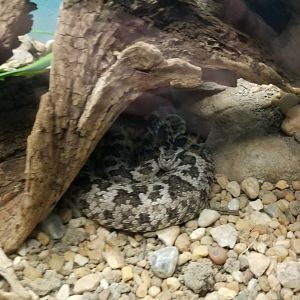 Catoctin Wildlife Preserve - Castinga Lancehead