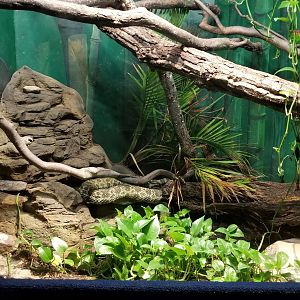 Catoctin Wildlife Preserve - Mangshan Pit Viper