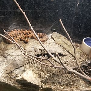 Catoctin Wildlife Preserve - Carolina Pygmy Rattlesnake
