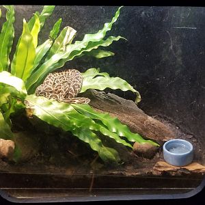 Catoctin Wildlife Preserve - Urutu