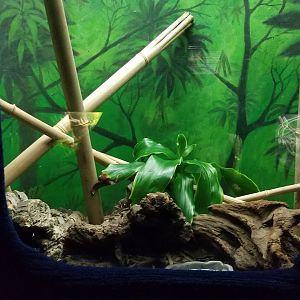 Catoctin Wildlife Preserve - Sharp-nosed Pit Viper exhibit