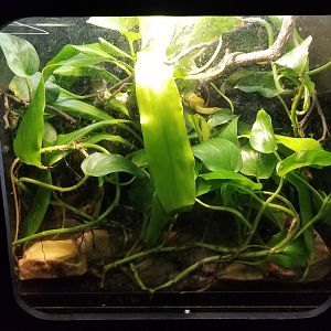 Catoctin Wildlife Preserve - "Wetar Island Pit Viper", White-lipped Island Pit Viper