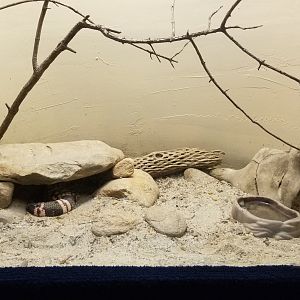 Catoctin Wildlife Preserve - Gila Monster