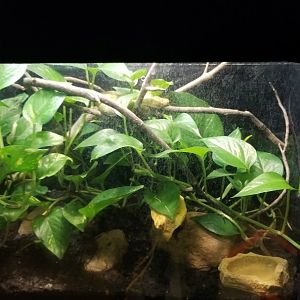 Catoctin Wildlife Preserve - Broadley's Bush Viper