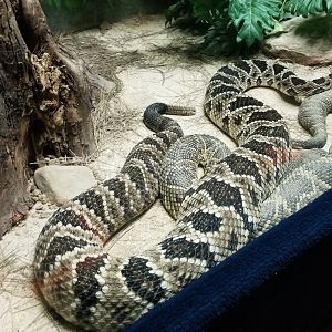 Catoctin Wildlife Preserve - Eastern Diamondback, Timber x Eastern Diamondback hybrid