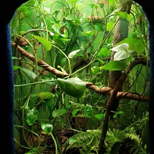 Catoctin Wildlife Preserve - Eyelash Vipers