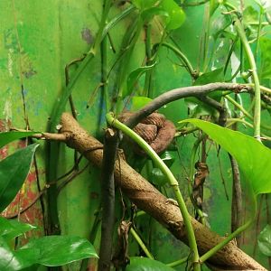 Catoctin Wildlife Preserve - Eyelash Vipers