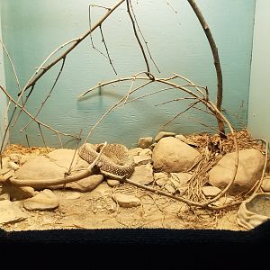 Catoctin Wildlife Preserve - Uracoan Rattlesnake