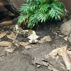 Catoctin Wildlife Preserve - West African Gaboon Viper