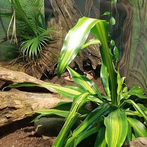 Catoctin Wildlife Preserve - Bushmaster